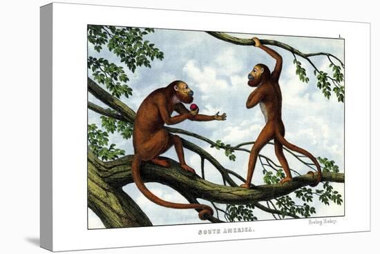 Howling Monkey, 1860-null-Stretched Canvas