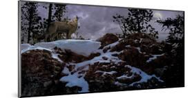 Howling Wolf-Steve Hunziker-Mounted Art Print