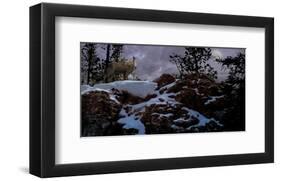 Howling Wolf-Steve Hunziker-Framed Art Print