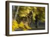 Howling Wolf-Gordon Semmens-Framed Photographic Print