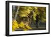 Howling Wolf-Gordon Semmens-Framed Photographic Print