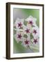 Hoya Bella Blooms II-Kathy Mahan-Framed Photographic Print