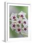Hoya Bella Blooms II-Kathy Mahan-Framed Photographic Print