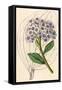 Hoya, Flower and Leaves-null-Framed Stretched Canvas