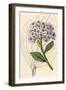 Hoya, Flower and Leaves-null-Framed Art Print