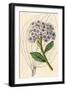 Hoya, Flower and Leaves-null-Framed Art Print