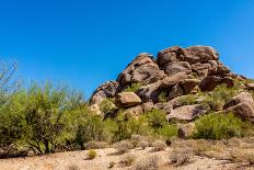 Saguaro and Cholla Cacti in the Arizona Desert-hpbfotos-Framed Premium Photographic Print