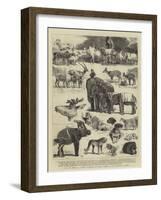 Hrh the Prince of Wales's Collection of Indian Animals at the Zoological Gardens-Alfred Chantrey Corbould-Framed Giclee Print