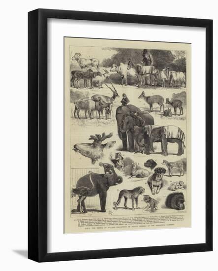 Hrh the Prince of Wales's Collection of Indian Animals at the Zoological Gardens-Alfred Chantrey Corbould-Framed Giclee Print