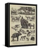 Hrh the Prince of Wales's Collection of Indian Animals at the Zoological Gardens-Alfred Chantrey Corbould-Framed Stretched Canvas