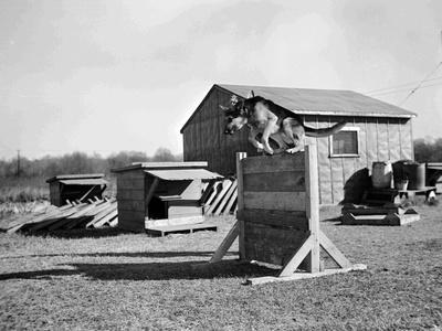 Dog Jumping a Hurdle, 1943