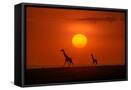 Framed Canvas