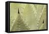 Huachuca Agave-null-Framed Stretched Canvas