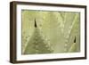 Huachuca Agave-null-Framed Photographic Print