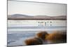 Huahu (Flower Lake), an Important Sanctuary for Birds, Sichuan, China, Asia-Alex Treadway-Mounted Photographic Print