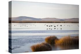 Huahu (Flower Lake), an Important Sanctuary for Birds, Sichuan, China, Asia-Alex Treadway-Stretched Canvas