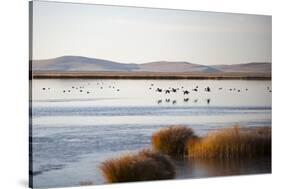 Huahu (Flower Lake), an Important Sanctuary for Birds, Sichuan, China, Asia-Alex Treadway-Stretched Canvas