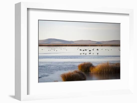 Huahu (Flower Lake), an Important Sanctuary for Birds, Sichuan, China, Asia-Alex Treadway-Framed Photographic Print