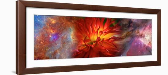 Hubble Galaxy with Red Chrysanthemums-null-Framed Premium Photographic Print