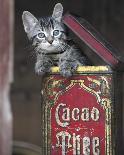 Kitten in Box-Hubert-Mounted Art Print