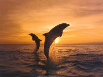 Two Dolphins-Hubert & Klein-Mounted Art Print