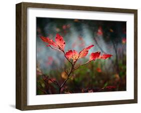 Huckleberries-Ursula Abresch-Framed Photographic Print