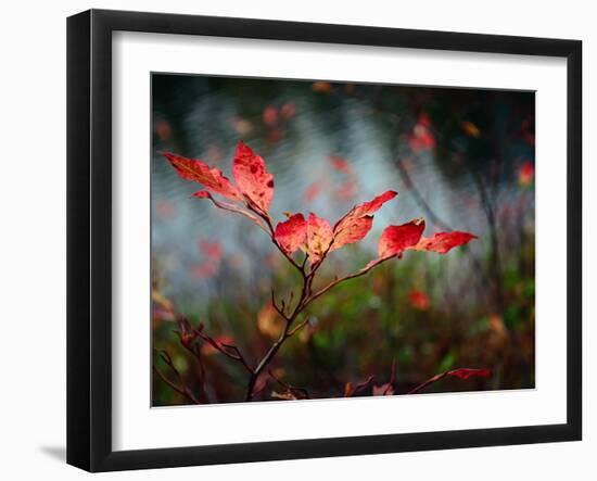 Huckleberries-Ursula Abresch-Framed Photographic Print