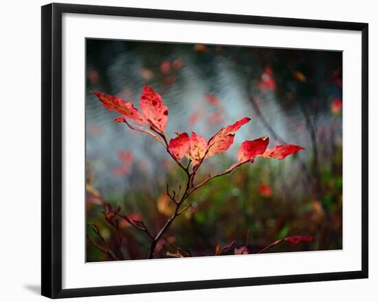 Huckleberries-Ursula Abresch-Framed Photographic Print