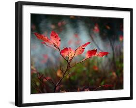 Huckleberries-Ursula Abresch-Framed Photographic Print