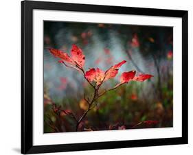 Huckleberries-Ursula Abresch-Framed Photographic Print