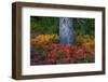 Huckleberry and mountain ash in autumn under douglas fir in Mount Rainier NP, Washington State, USA-Chuck Haney-Framed Photographic Print