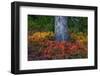 Huckleberry and mountain ash in autumn under douglas fir in Mount Rainier NP, Washington State, USA-Chuck Haney-Framed Photographic Print