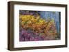 Huckleberry and mountain ash in autumn under douglas fir in Mount Rainier NP, Washington State, USA-Chuck Haney-Framed Photographic Print