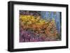 Huckleberry and mountain ash in autumn under douglas fir in Mount Rainier NP, Washington State, USA-Chuck Haney-Framed Photographic Print