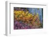 Huckleberry and mountain ash in autumn under douglas fir in Mount Rainier NP, Washington State, USA-Chuck Haney-Framed Photographic Print