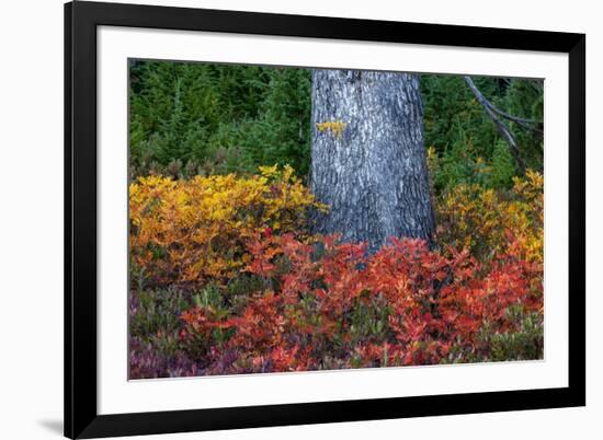 Huckleberry and mountain ash in autumn under douglas fir in Mount Rainier NP, Washington State, USA-Chuck Haney-Framed Photographic Print