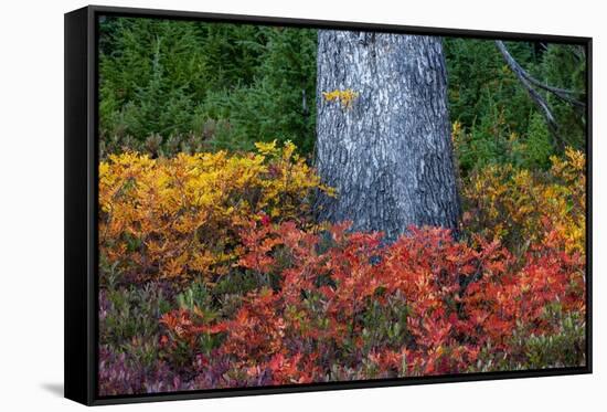 Huckleberry and mountain ash in autumn under douglas fir in Mount Rainier NP, Washington State, USA-Chuck Haney-Framed Stretched Canvas