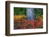 Huckleberry and mountain ash in autumn under douglas fir in Mount Rainier NP, Washington State, USA-Chuck Haney-Framed Photographic Print