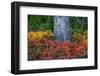 Huckleberry and mountain ash in autumn under douglas fir in Mount Rainier NP, Washington State, USA-Chuck Haney-Framed Photographic Print