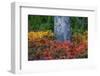 Huckleberry and mountain ash in autumn under douglas fir in Mount Rainier NP, Washington State, USA-Chuck Haney-Framed Photographic Print