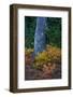 Huckleberry and mountain ash in autumn under douglas fir in Mount Rainier NP, Washington State, USA-Chuck Haney-Framed Photographic Print