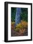 Huckleberry and mountain ash in autumn under douglas fir in Mount Rainier NP, Washington State, USA-Chuck Haney-Framed Photographic Print