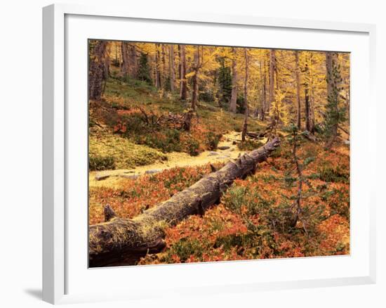 Huckleberry Leaves and Larch Trees, Enchantment Lakes, Alpine Lakes Wilderness, Washington, USA-Jamie & Judy Wild-Framed Photographic Print