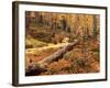 Huckleberry Leaves and Larch Trees, Enchantment Lakes, Alpine Lakes Wilderness, Washington, USA-Jamie & Judy Wild-Framed Photographic Print