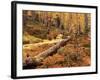 Huckleberry Leaves and Larch Trees, Enchantment Lakes, Alpine Lakes Wilderness, Washington, USA-Jamie & Judy Wild-Framed Photographic Print