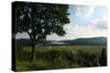 Hudson Highlands Tree Boscobell-Robert Goldwitz-Stretched Canvas