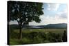 Hudson Highlands Tree Boscobell-Robert Goldwitz-Stretched Canvas