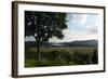 Hudson Highlands Tree Boscobell-Robert Goldwitz-Framed Photographic Print