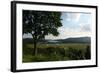 Hudson Highlands Tree Boscobell-Robert Goldwitz-Framed Photographic Print