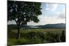 Hudson Highlands Tree Boscobell-Robert Goldwitz-Mounted Photographic Print